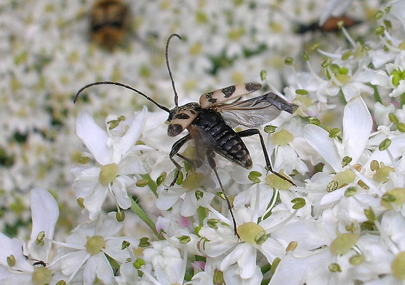 Cerambicidi altoatesini